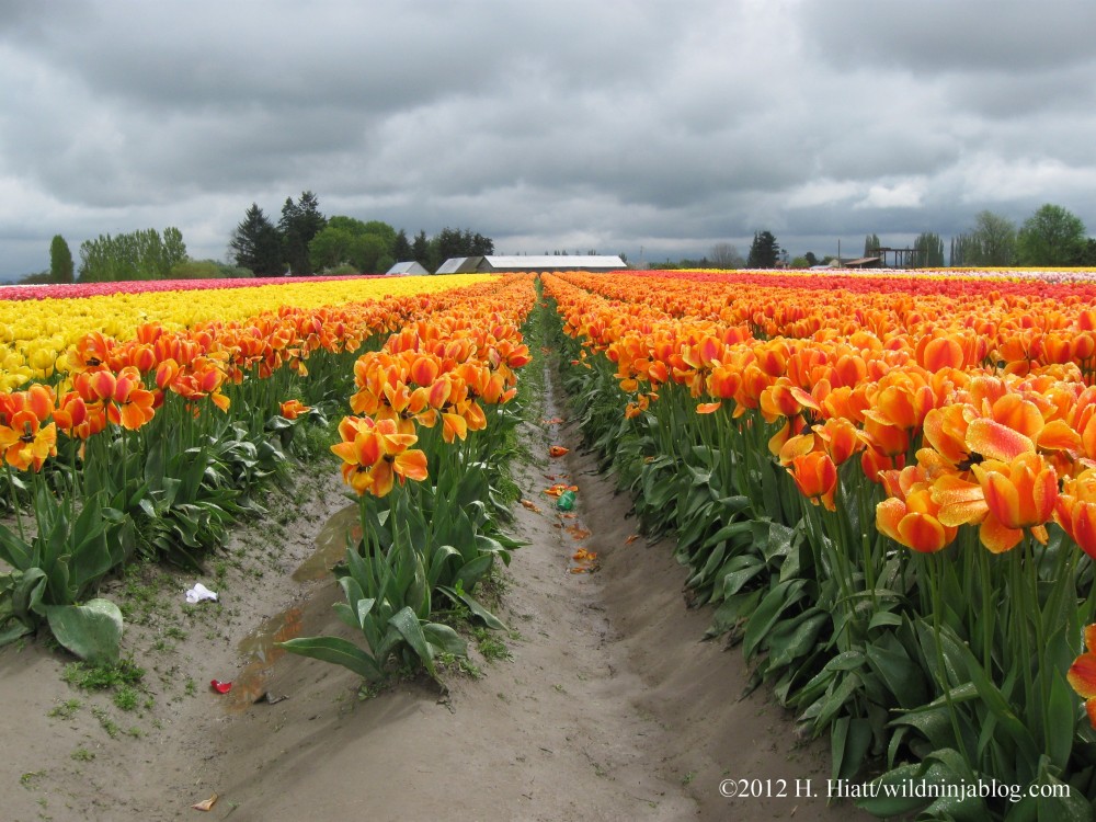 Skagit Valley Tulip Festival, La Conner, Washington, 2012. Views like this can be seen from Pleasant Ridge. 