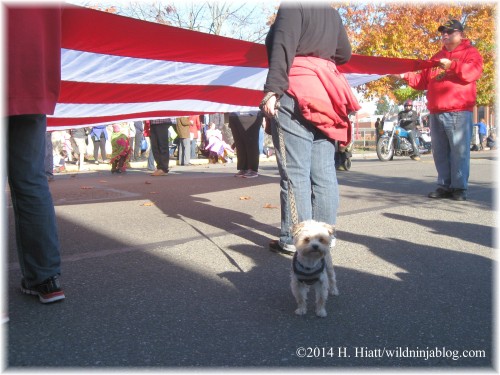 Auburn Veterans Day Parade 2014 23